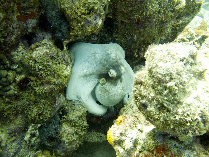 IMG_3932 Common Octopus.jpg